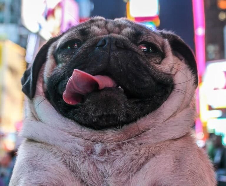 Doug the Pug net worth 2026
